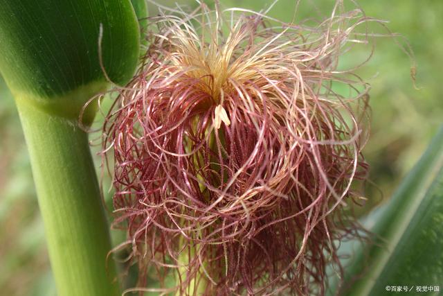 华为Mate30发布会有哪些看点?华为Mate30发布会为什么干翻苹果?|三亿体育(图3) 三亿体育手机版