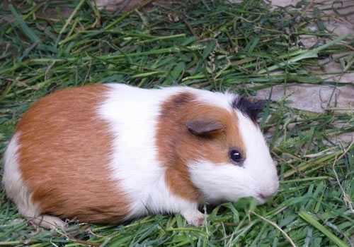 校园日常动画《Slow Start》2018年1月开播 A1