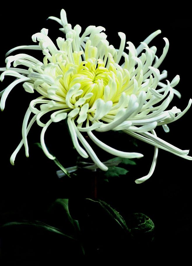 《刀剑神域》剧场版票房继续上升 火热势头不可挡：三亿体育官网